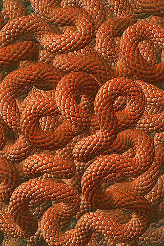 snakes photo: Snakes 4.gif