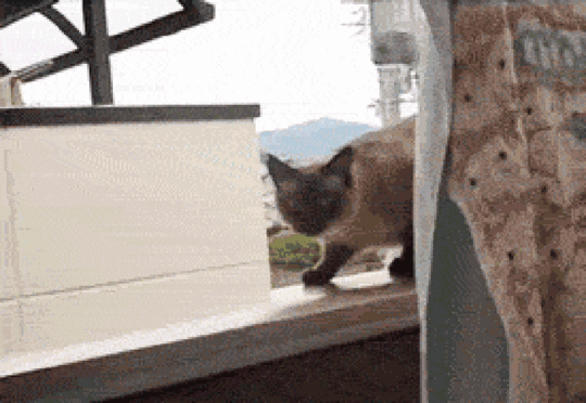 26406-Cat-Jump-gif-J4kP