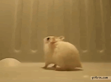 Backflips photo: Hamster backflips 1329847071_hamster_doing_back_flips.gif
