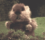 gopher photo: Gopher gopherfunny.gif