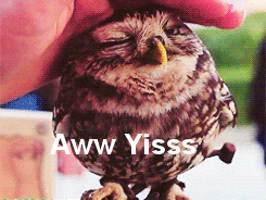  photo stroking-owl-loving-it-aww-yis-made-up-1355273712w.gif