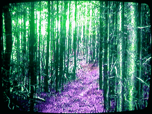photo eerie forest_zpsdrri5kua.gif