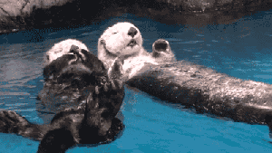 otter2hands