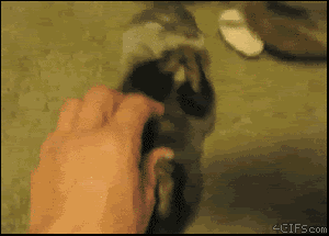 otter1