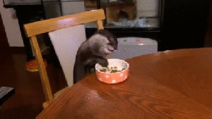 otter3