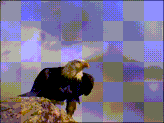  photo eagle flight_cut_zpsbyjipiid.gif