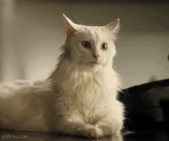 cat-moving-ears