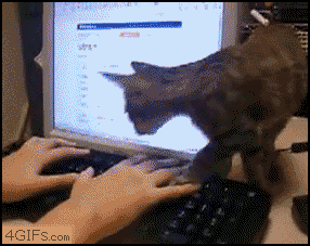 catkeyboardbed