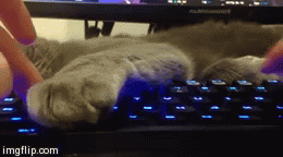 sleepykeyboardcat