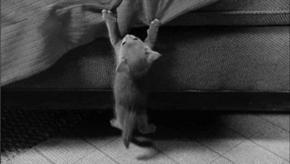  photo cliffhanger-cat-77.gif