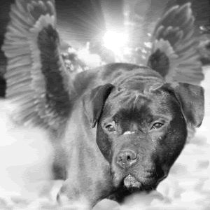 Image and video hosting by TinyPic