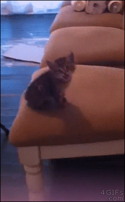 14339213.gif