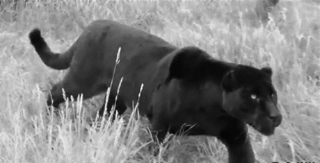  photo 11214958_zps6c803f05.gif