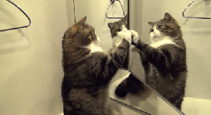 mirror