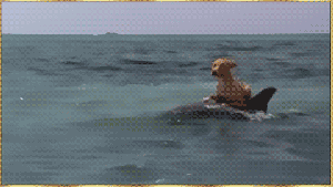 dogdolphin