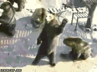 Bear waving