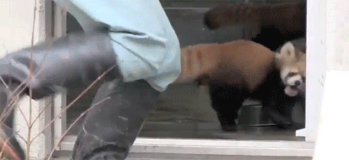  photo scared red panda_zpsackj1grl.gif