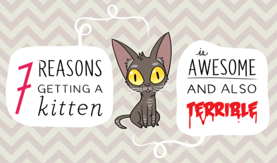 kitten_intro