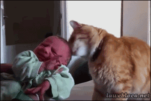 cat licking a newborn human
