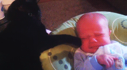 cat patting baby on the head