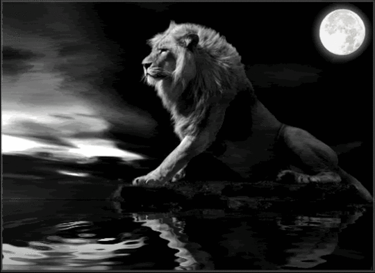  photo lion.gif