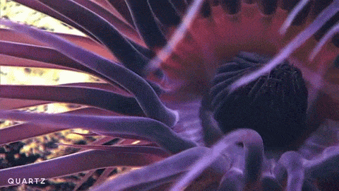 Newly Discovered, Unnamed Deep Sea Creatures Found Off The Coast Of Puerto Rico