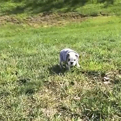 tumblr_n2le5akTRo1qb6v6ro2_250