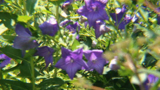 The Buzz