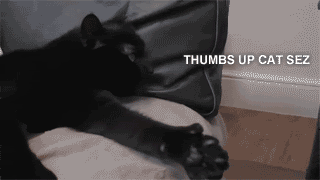 Thumbs up cat sez: THUMBS UP! photo thumbsupcat.gif