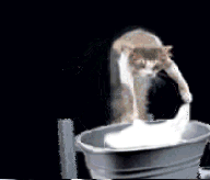 reverse-1250181970_cat_doing_the_laundry