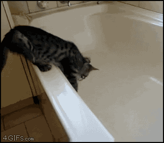 sneak fail photo: CatTub cat.gif