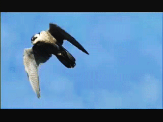  photo Falcon_zpstmurkwfd.gif