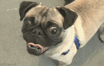 Curious photo: Curious 1250107549_curious-pug.gif