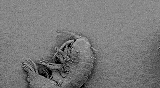 A seemingly never ending microscopic zoom reveals the gross tiny germs