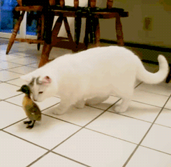 tumblr_m8ll8lzKso1qzizmho1_250