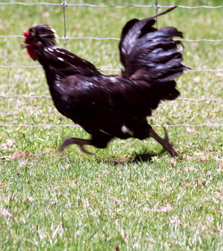  photo Cock award.gif