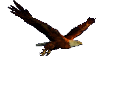 flying-eagle