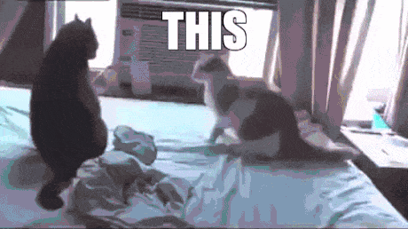  photo funny-gif-cats-fight-sparta_zpsesoptkkj.gif