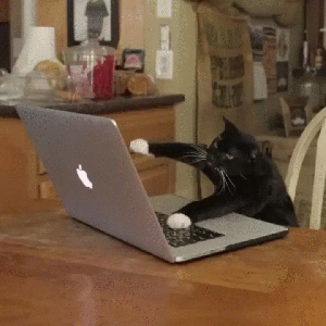 catfrenzy