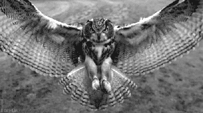 zooowl