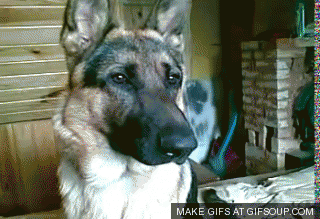 photo confuzzled1_zpsvwo72vlf.gif