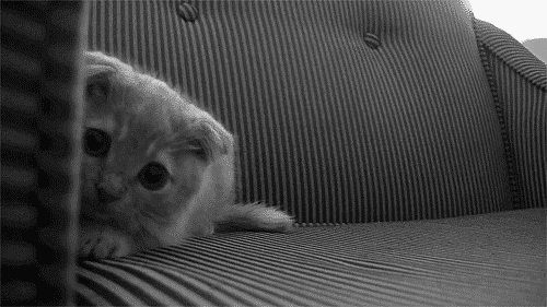 photo bf238a12ac66b501405b5bbeb93893f5_zpsku2rzwhy.gif