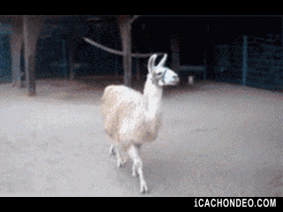 gif-cats-fabulous-538389