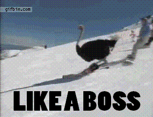ostrich-skiing