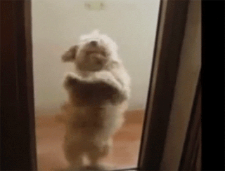 photo puppy dancing_zps2qardfcp.gif