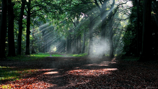 steam light lane