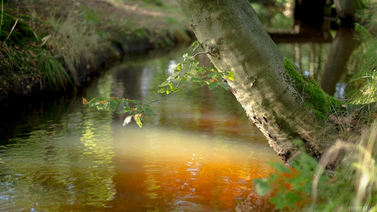 Summer Stream