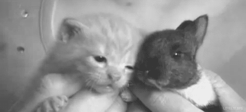 fluffy