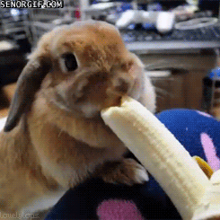  photo bunny-banana_zps2qs7io3j.gif