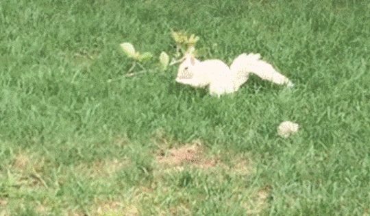 Albino Squirrel